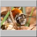 Andrena haemorrhoa - Sandbiene w12a 11mm - Sandgrube Niedringhaussee.jpg